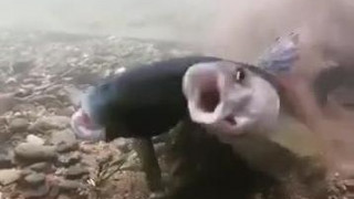 猛? 猛?