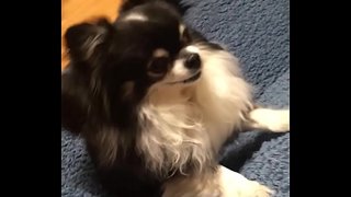 認証動画 認証動画